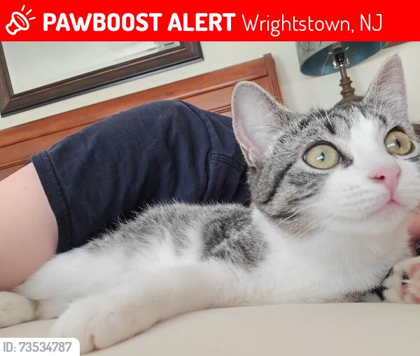 Lost Female Cat last seen Near Springfield Rd, Wrightstown, NJ 08562