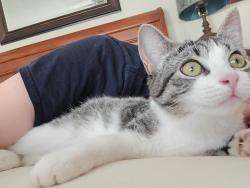 Lost Female Cat last seen Near Springfield Rd, Wrightstown, NJ 08562