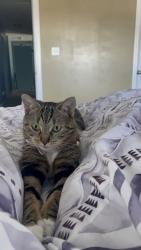Lost Female Cat last seen Onslow Bay in Townpointe, Jacksonville, NC 28546