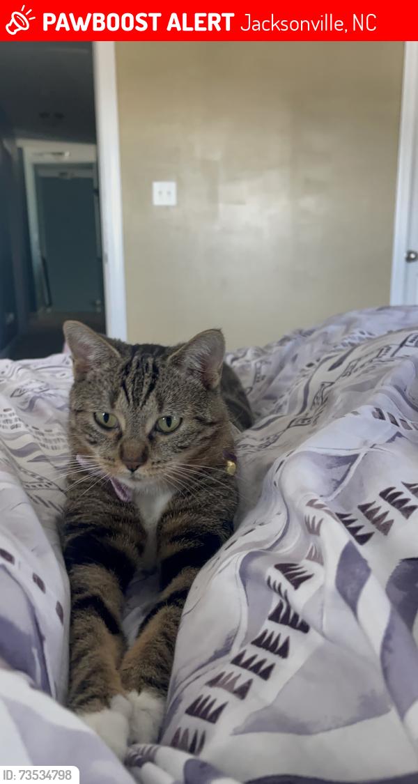 Lost Female Cat last seen Onslow Bay in Townpointe, Jacksonville, NC 28546