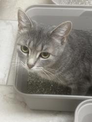 Reunited Female Cat last seen Crossbow and Morningstar, Edmond, OK 73034