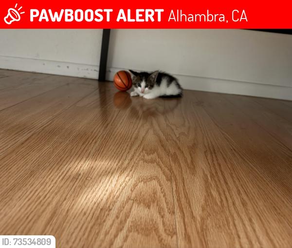 Lost Male Cat last seen Park st almansor park, Alhambra, CA 91801