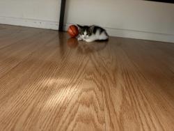 Lost Male Cat last seen Park st almansor park, Alhambra, CA 91801