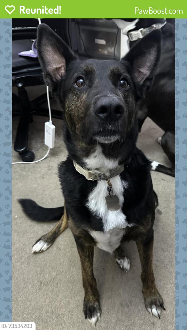 Reunited Male Dog last seen Chapel Hill Road and Grace Lake, Douglasville, GA 30135