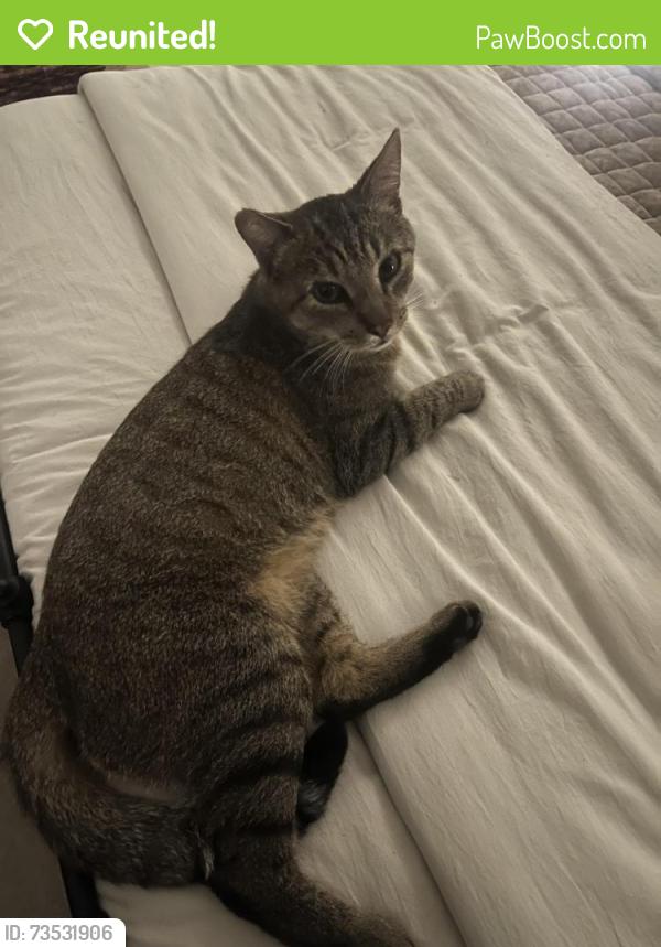 Reunited Female Cat last seen In Terra Vista condos on Azuaga St. near 56 bike path. Nearest cross street is PQ Blvd., San Diego, CA 92129