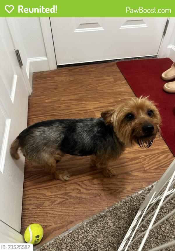 Reunited Male Dog last seen Crescent at wolfchase complex 38133, Memphis, TN 38133