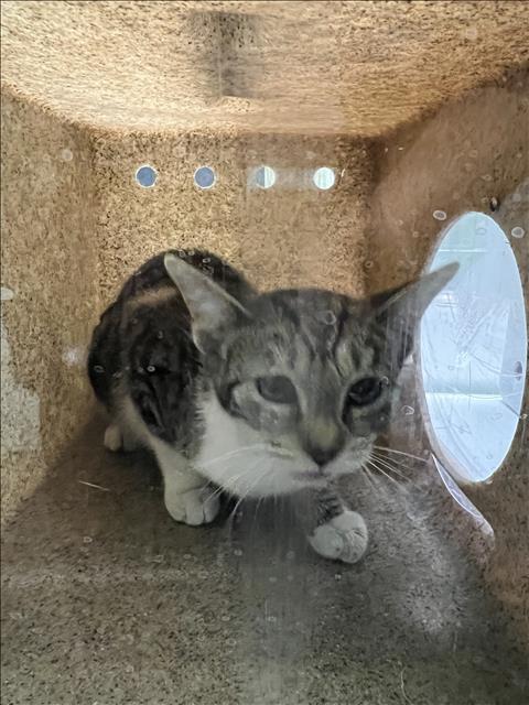 Shelter Stray Unknown Cat last seen , 1850 W 60th St, Los Angeles, CA 90047, USA