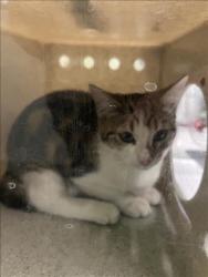 Shelter Stray Unknown Cat last seen , 1850 W 60th St, Los Angeles, CA 90047, USA