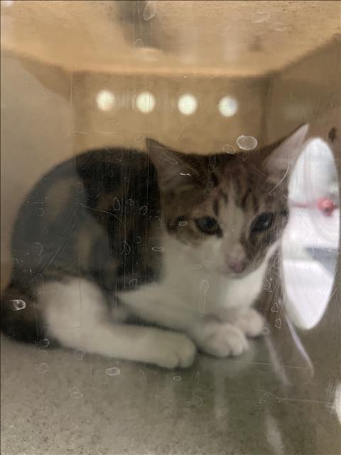 Shelter Stray Unknown Cat last seen , 1850 W 60th St, Los Angeles, CA 90047, USA
