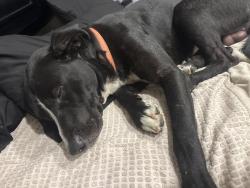 Reunited Male Dog last seen dominion and 43rd, San Diego, CA 92113