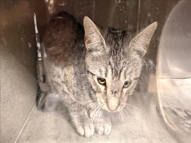 Shelter Stray Unknown Cat last seen , 957 N Gaffey St, San Pedro, CA 90731, USA