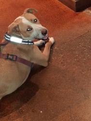 Lost Male Dog last seen Sahara and Rainbow, Las Vegas, NV 89146
