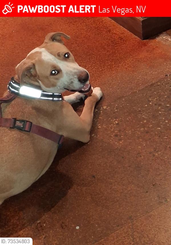 Lost Male Dog last seen Sahara and Rainbow, Las Vegas, NV 89146