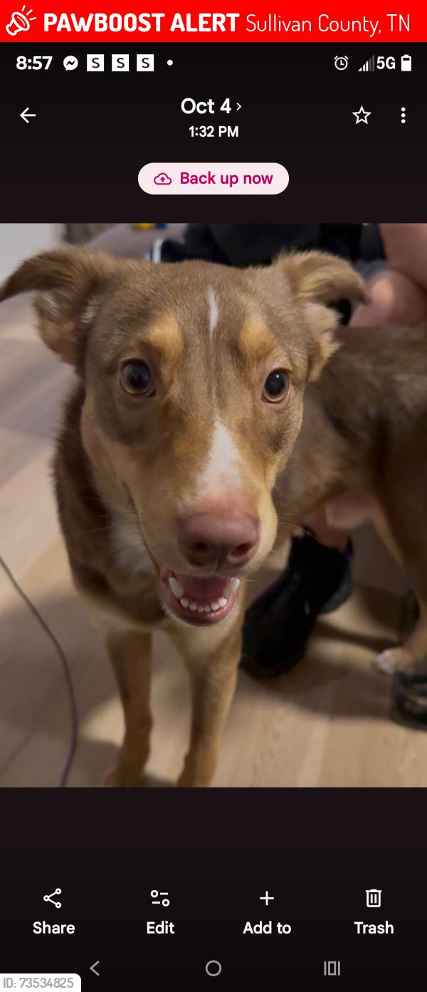 Lost Male Dog last seen piney flts rd, Sullivan County, TN 37694