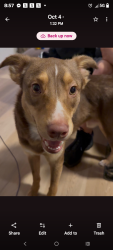 Lost Male Dog last seen piney flts rd, Sullivan County, TN 37694