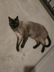 Found/Stray Unknown Cat last seen Overlook Pkwy and 281, San Antonio, TX 78260