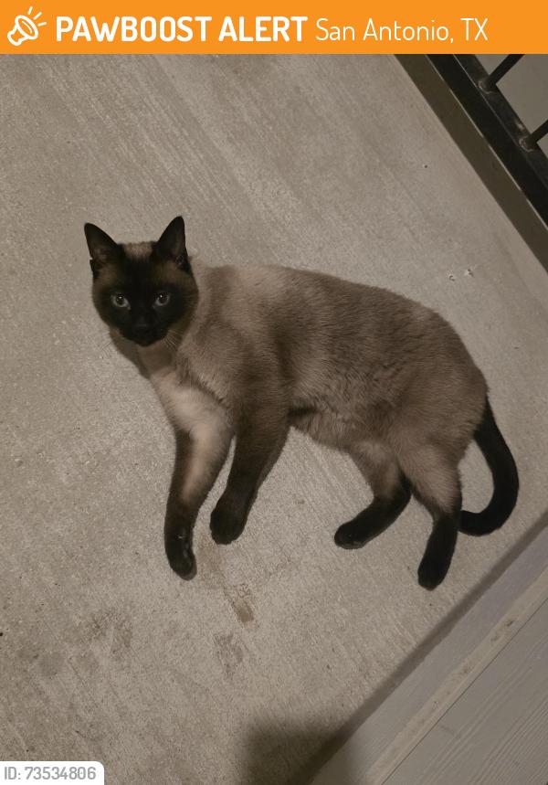Found/Stray Unknown Cat last seen Overlook Pkwy and 281, San Antonio, TX 78260