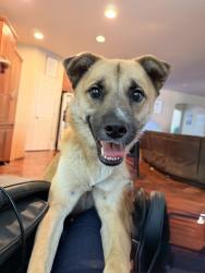 Reunited Female Dog last seen 114th Ave E and 144th, Puyallup, WA 98374
