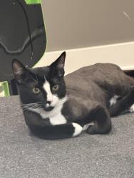 Lost Male Cat last seen E Rimini ct, Palatine, IL 60074
