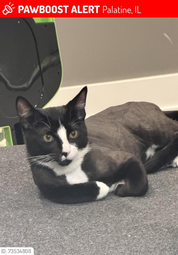 Lost Male Cat last seen E Rimini ct, Palatine, IL 60074