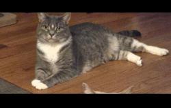 Lost Female Cat last seen Leawood and Arrowhead, Greensboro, NC 27410