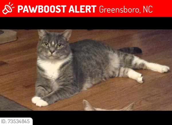 Lost Female Cat last seen Leawood and Arrowhead, Greensboro, NC 27410