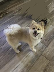 Lost Male Dog last seen Fallbrook and north Eldridge, Houston, TX 77065