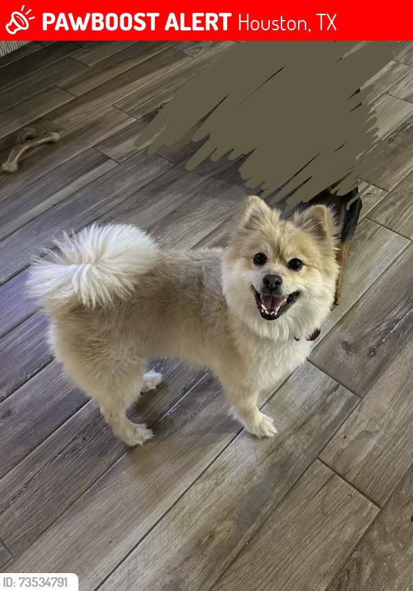 Lost Male Dog last seen Fallbrook and north Eldridge, Houston, TX 77065