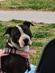 Lost Female Dog last seen Algonquin and Viking, Paradise, NV 89119