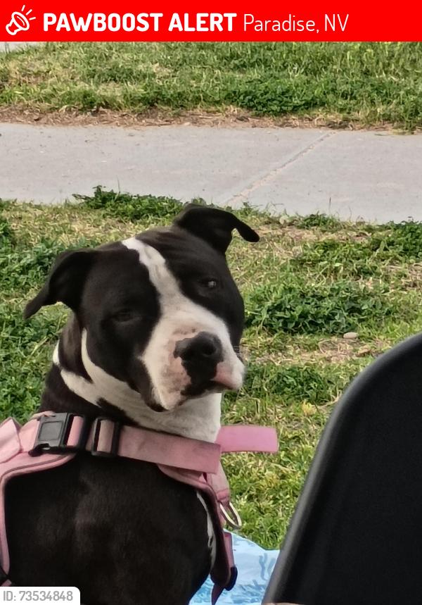 Lost Female Dog last seen Algonquin and Viking, Paradise, NV 89119