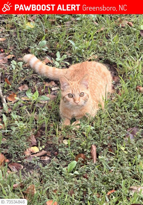 Lost Female Cat last seen Franklin boulevard and mountainridge drive, Greensboro, NC 27401