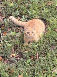 Lost Female Cat last seen Franklin boulevard and mountainridge drive, Greensboro, NC 27401