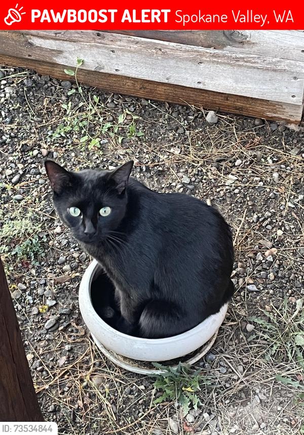 Lost Male Cat last seen E 48th Ave and E Ponderosa DR, Spokane Valley, WA 99206