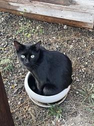 Lost Male Cat last seen E 48th Ave and E Ponderosa DR, Spokane Valley, WA 99206
