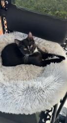 Found/Stray Male Cat last seen Jackson St Saint Paul, MN 55117, Saint Paul, MN 55117