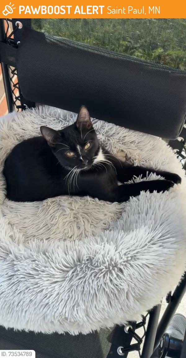 Found/Stray Male Cat last seen Jackson St Saint Paul, MN 55117, Saint Paul, MN 55117