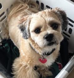 Lost Male Dog last seen Windcross and Evergreen, Appleton, WI 54913