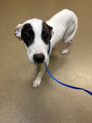 Shelter Stray Female Dog last seen Near Aviary dr, Desoto, TX, 1150 E Pleasant Run Rd, Cedar Hill, TX 75104, USA