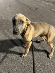 Shelter Stray Female Dog last seen Near washington st, Union City, GA, 1251 Fulton Industrial Blvd NW, Atlanta, GA 30336, USA