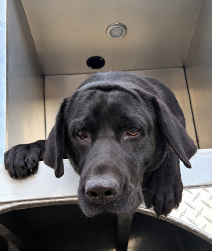 Shelter Stray Male Dog last seen W Dunnellon Rd, Crystal River, FL, 4030 S Airport Rd, Inverness, FL 34450, USA