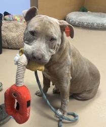 Shelter Stray Female Dog last seen Near Rice Road, 30058, GA, 3280 Chamblee Dunwoody Rd, Chamblee, GA 30341, USA