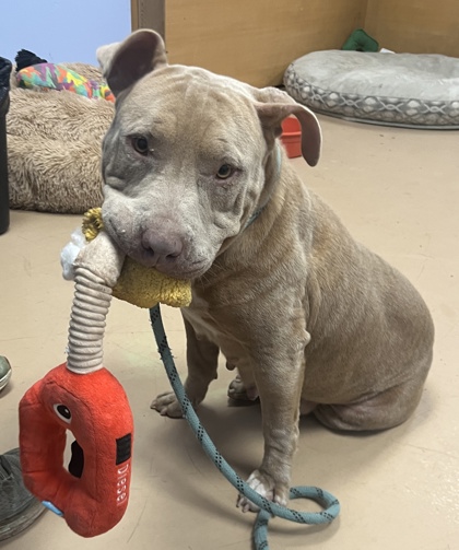 Shelter Stray Female Dog last seen Near Rice Road, 30058, GA, 3280 Chamblee Dunwoody Rd, Chamblee, GA 30341, USA