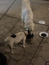 Found/Stray Unknown Dog last seen Avenue 322, Patterson Tract, CA 93291