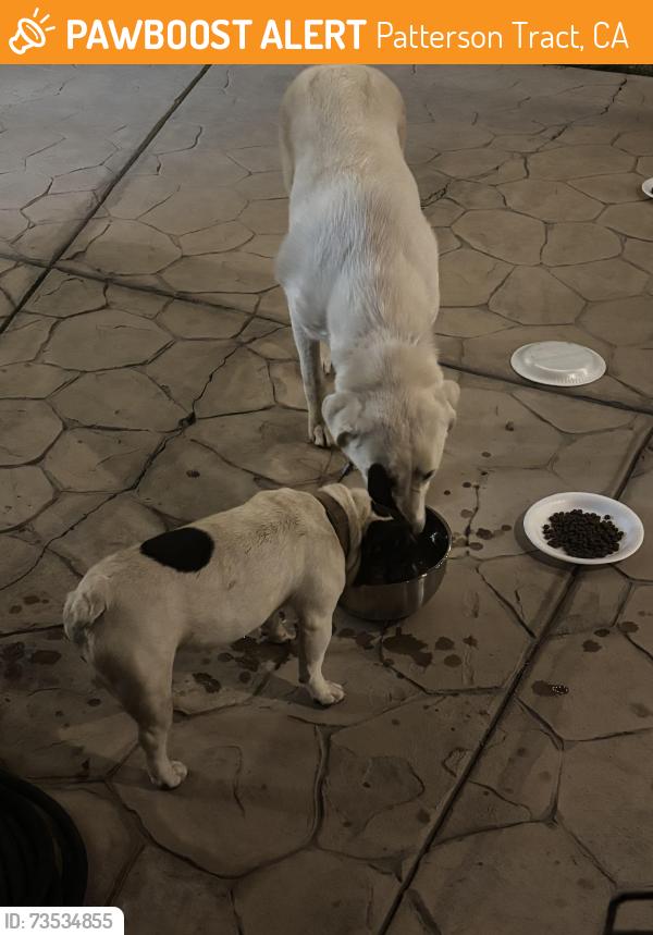 Found/Stray Unknown Dog last seen Avenue 322, Patterson Tract, CA 93291