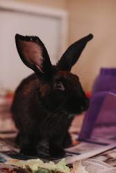 Shelter Stray Male Rabbit last seen Near Lakelyn Road, Berkeley County, SC, 2455 Remount Rd, North Charleston, SC 29406, USA