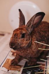 Shelter Stray Male Rabbit last seen Near Lakelyn Dr, Berkeley County, SC, 2455 Remount Rd, North Charleston, SC 29406, USA