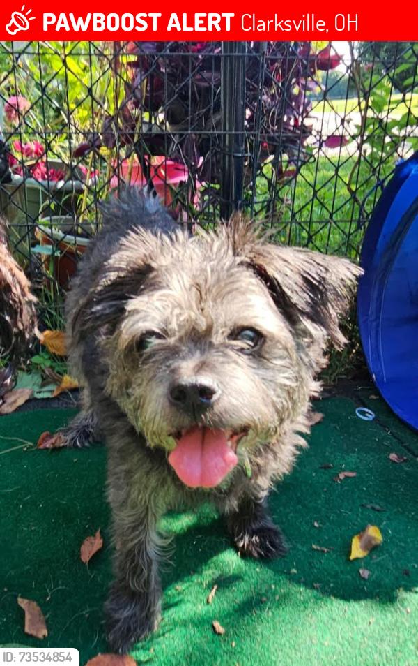 Lost Female Dog last seen Middleboro and Edwardsville, Clarksville, OH 45113
