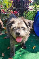 Lost Female Dog last seen Middleboro and Edwardsville, Clarksville, OH 45113