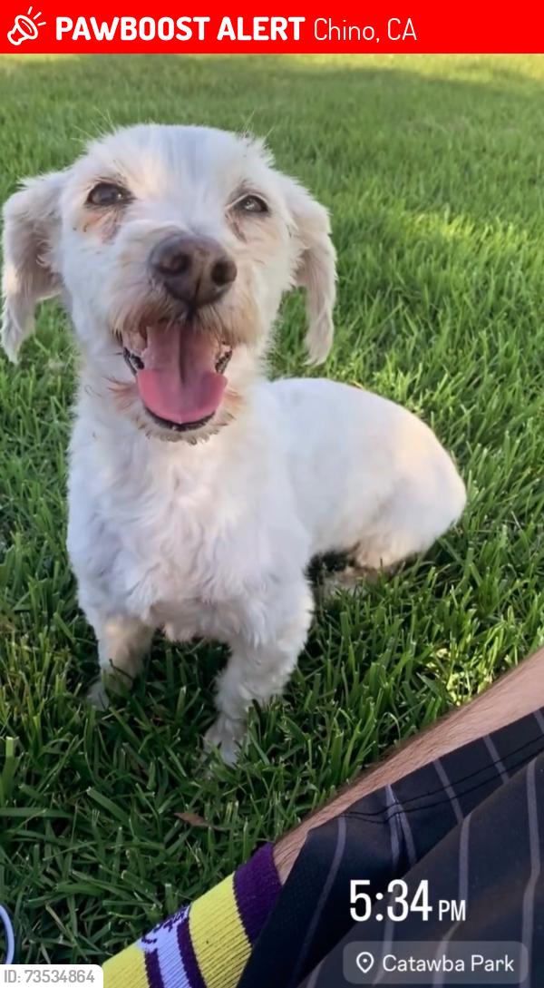Lost Female Dog last seen Walnut, Chino, CA 91710