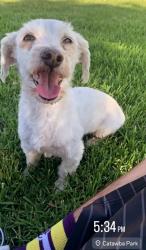 Lost Female Dog last seen Walnut, Chino, CA 91710